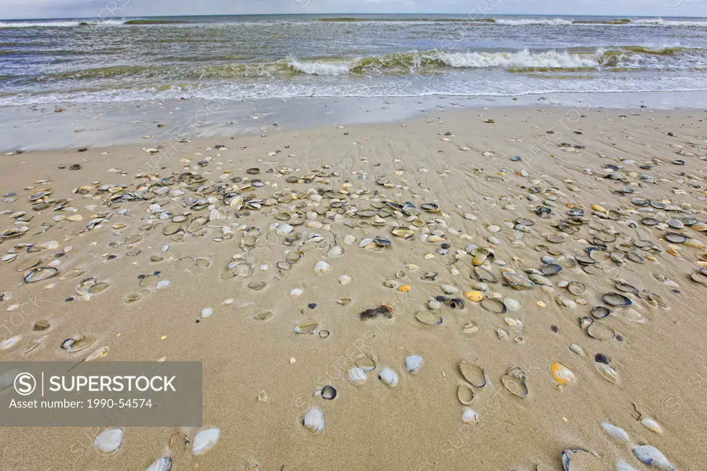 Clams, cockles and Bay Scallop shells on Beach, Island Beach State Park, New Jersey, United States of America