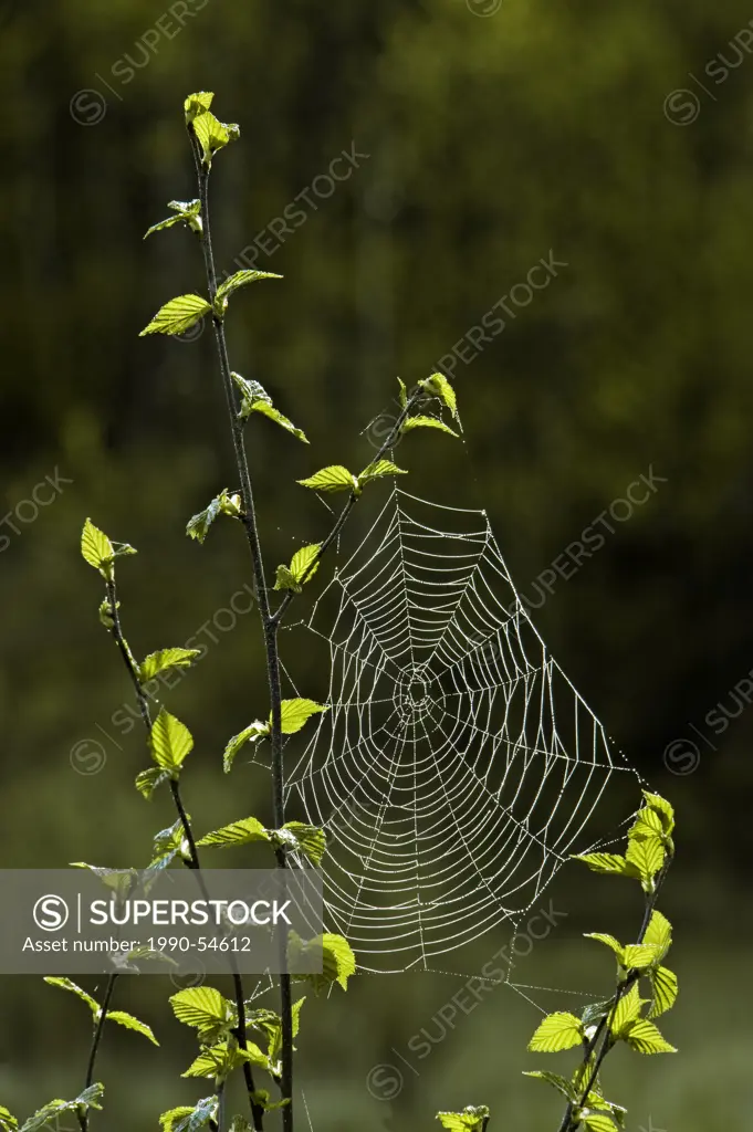 Spiderweb with dew in young Aspen tree in spring, Sudbury, Ontario, Canada