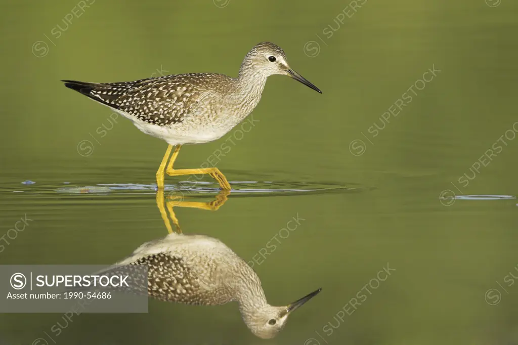 A Lesser Yellowlegs Tringa flavipes and its reflection feeding in a mudflat at the Rattray Marsh in Ontario, Canada.