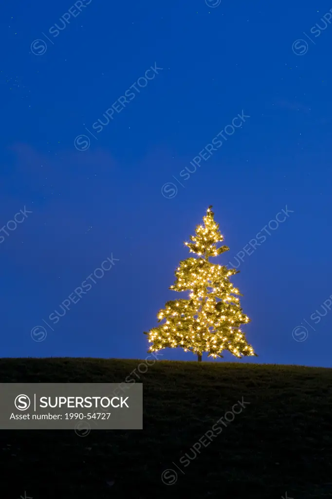A lone Christmas tree lights on a hilltop creates an intersting design in light and color.