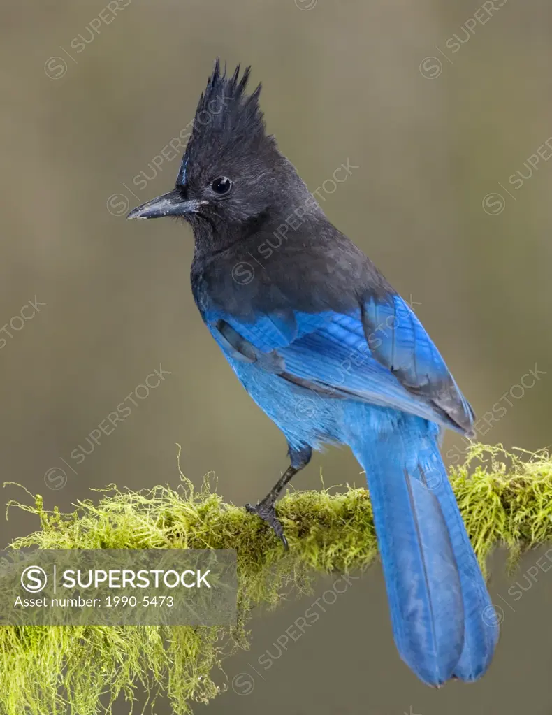 Stellers Jay, Canada