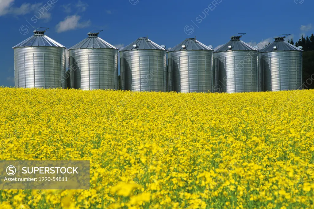 flowering canola with grain storage binssilos in the background, near Somerset, Manitoba, Canada