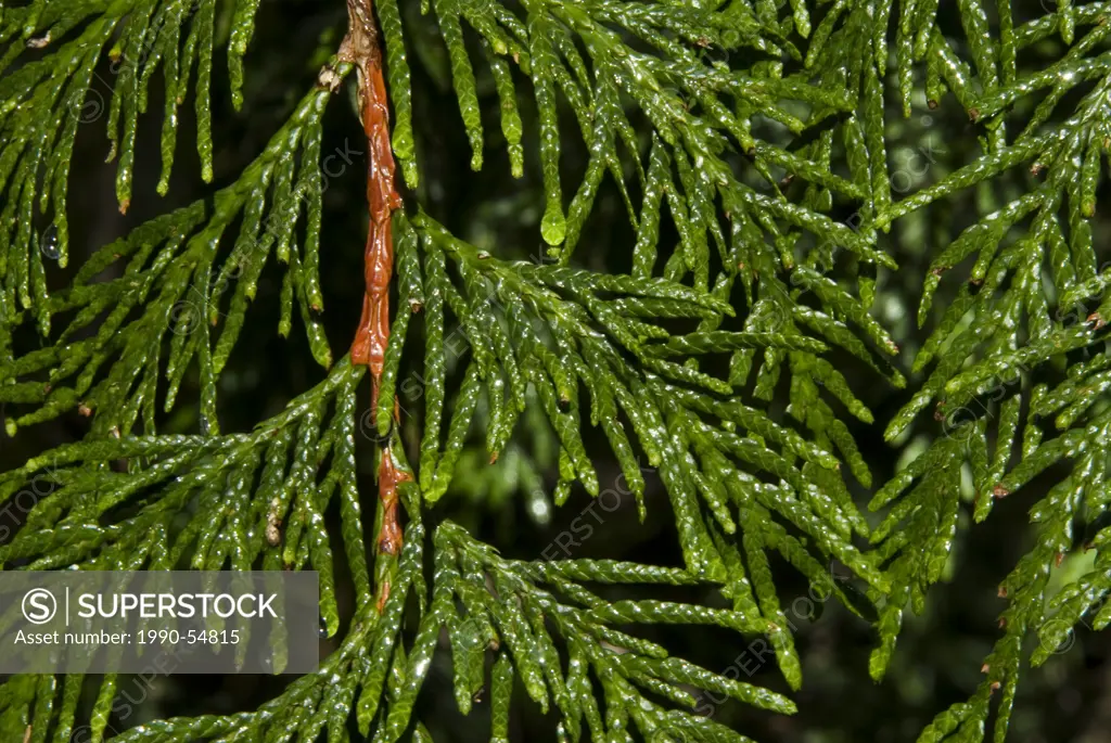 Branch of Western redcedar Thuja plicata tree which may grow to be more than a thousand years old on Vancouver Island, British Columbia, Canada