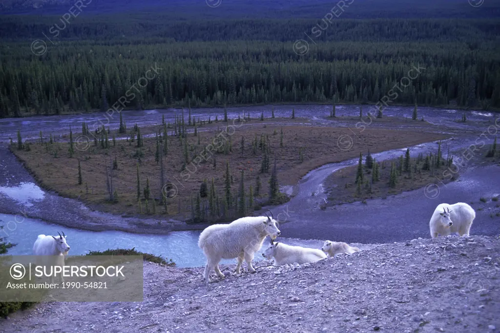 Mountain goats overlooking Athabasca River, Jasper National Park, Alberta, Canada