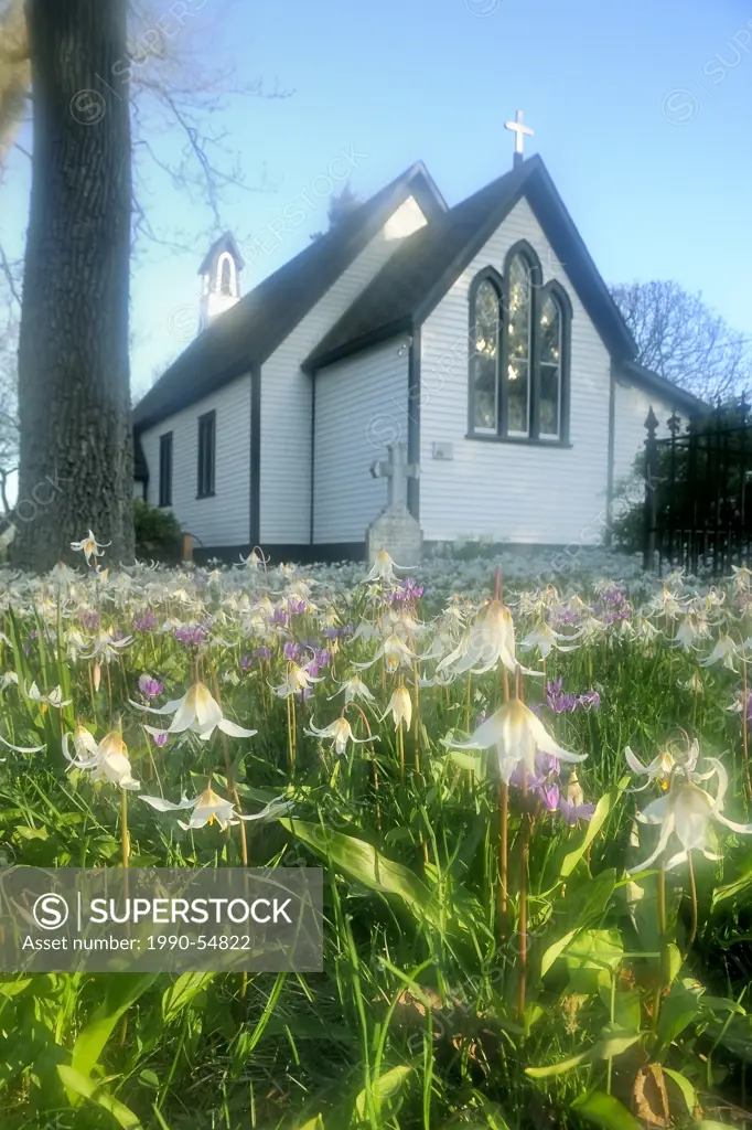 Native white fawn lilies bloom at Saint Mary the Virgin Anglican Church, Metchosin, British Columbia, Canada