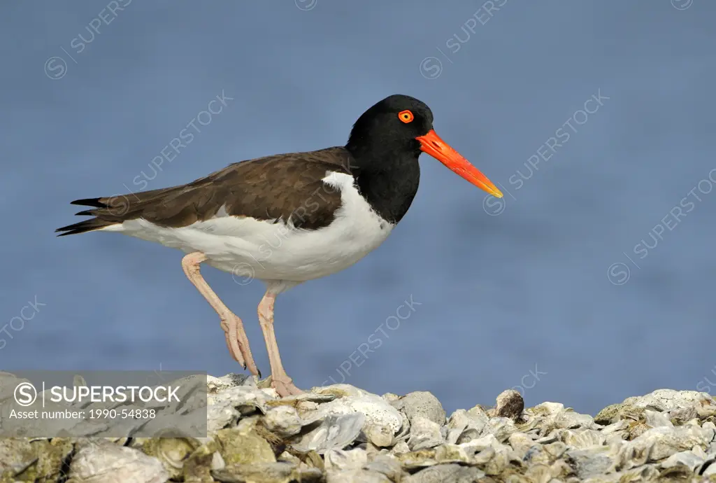 American Oystercatcher Haematopus palliatus on oyster bed, Rockport, Texas, United States of America