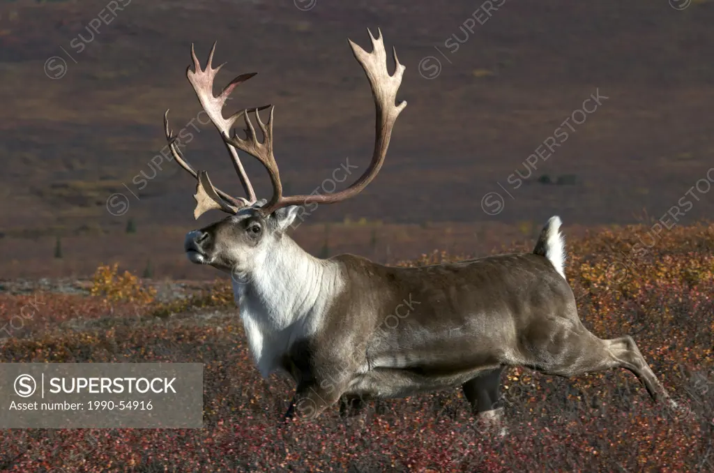 Barren_ground bull caribou with antlers running in high tundra and autumn colors, Rangifer tarandus, Denali National Park, Alaska, United States of Am...
