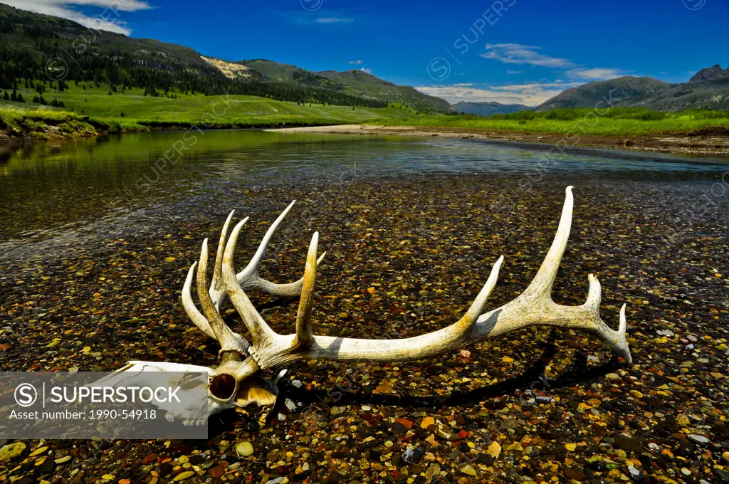Antlers on river bank, Yellowstone National Park, United States of America