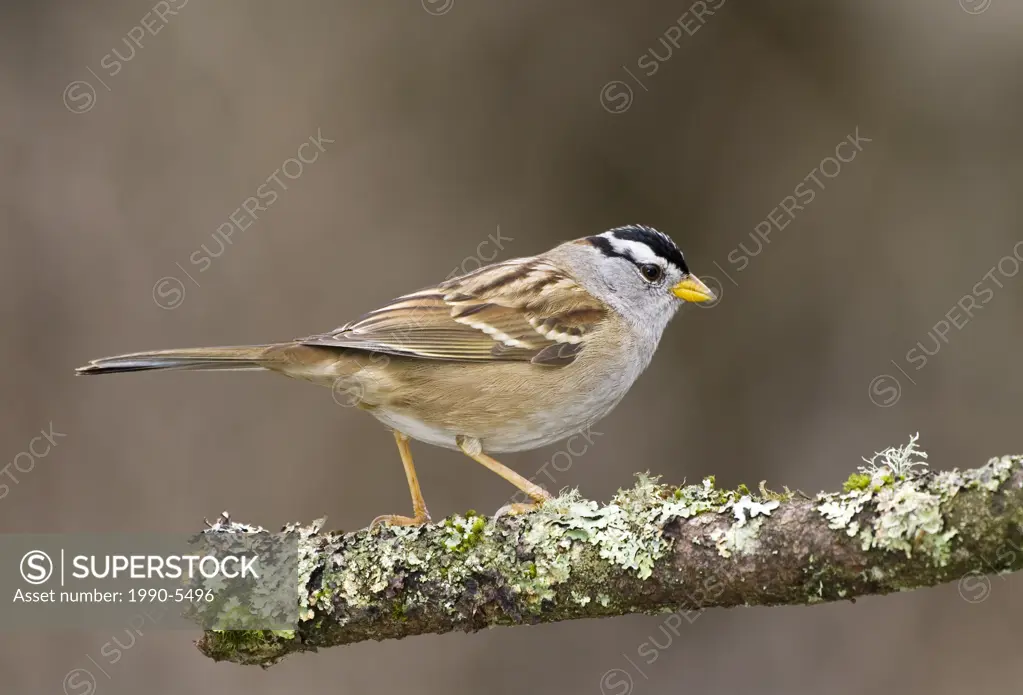 White Crowned Sparrow, Canada