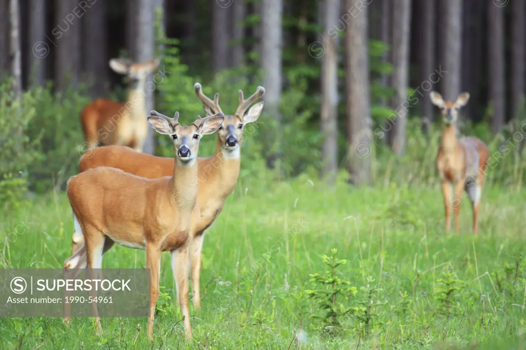 White_tailed deer Odocoileus virginianus bucks, Canada