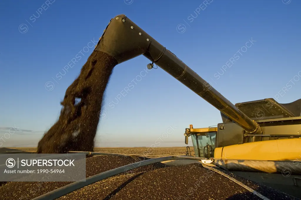 A combine harvester unloads canola into a farm truck during the harvest near Dugald, Manitoba, Canada