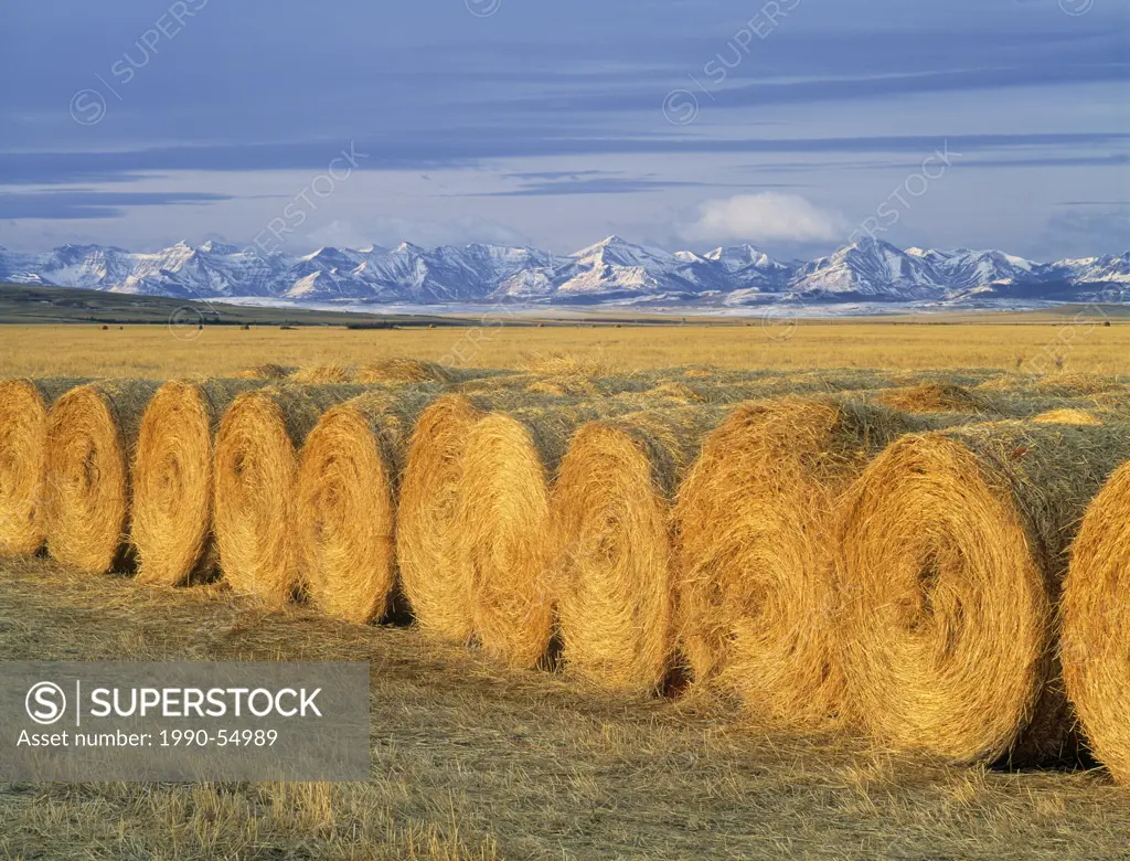 Round Bales with the southern Alberta Canadian Rockies in the background, Pincher Creek, Alberta, Canada.