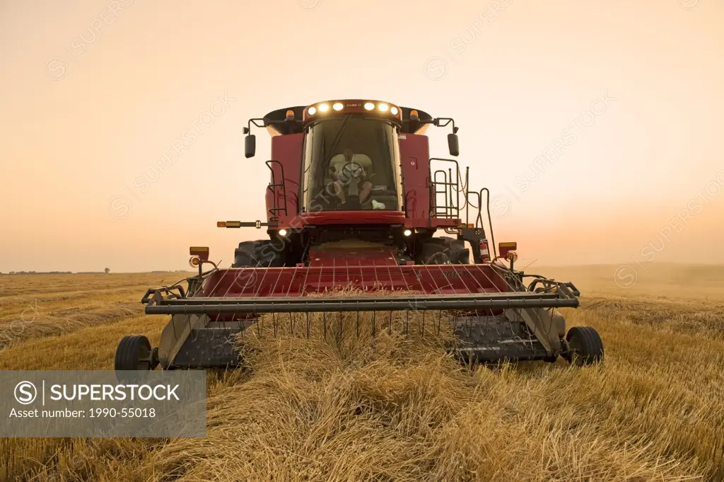 A combine harvester works a field ofswathed spring wheat, Dugald, Manitoba, Canada