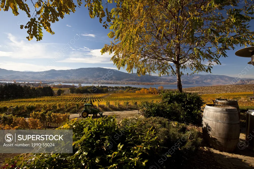 Vineyard at NK´MIP Resort and Winery, Osoyoos, Okanagan Valley, British Columbia, Canada.
