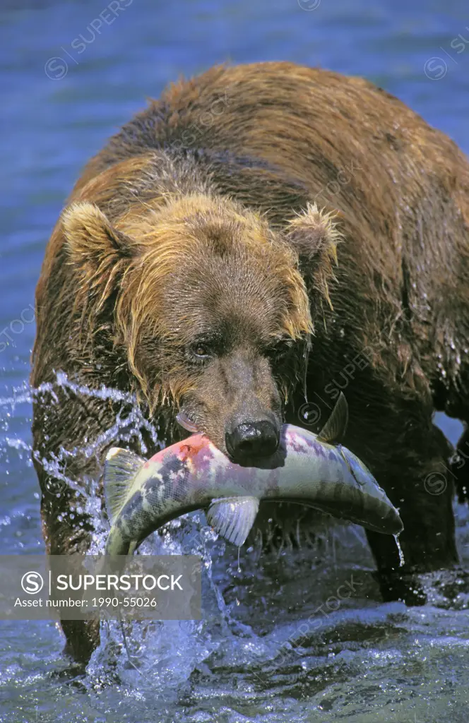 The current range of the grizzly bear extends from Alaska, south through much of Western Canada.