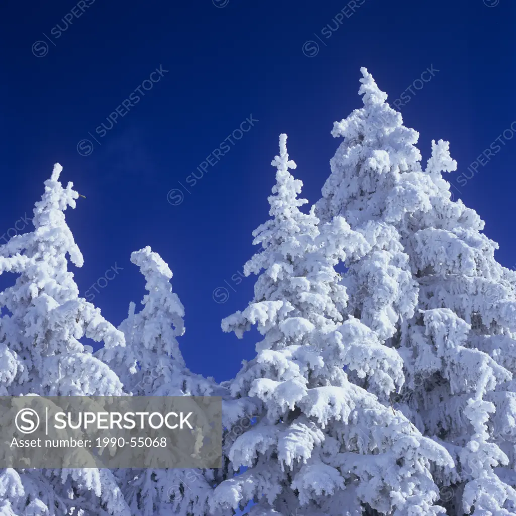 Snow encrusted trees at Silverstar Mountain Resort, near Vernon, British Columbia, Canada.