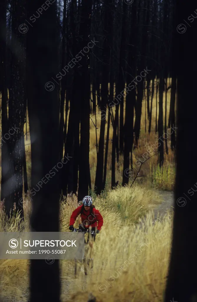 A woman on her mountain bike enjoying the trails in the burnt forest in Kelowna, British Columbia, Canada