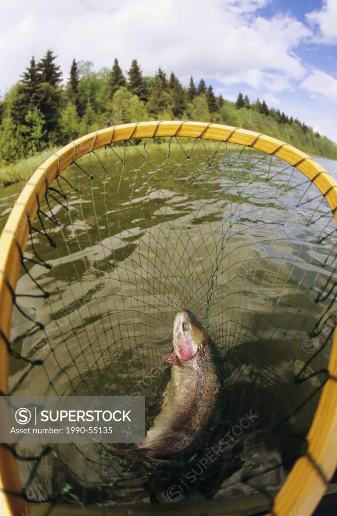 Rainbow trout in net prior to release, Barrett lake, Houston, British Columbia, Canada.