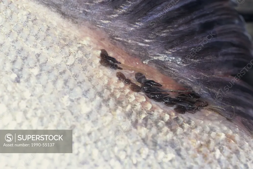 Sea lice on chinook salmon, Knight Inlet, British Columbia, Canada.