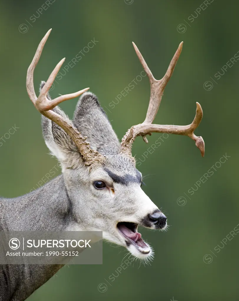 A buck Mule deer with antlers, Waterton Lakes National Park, Alberta, Canada.