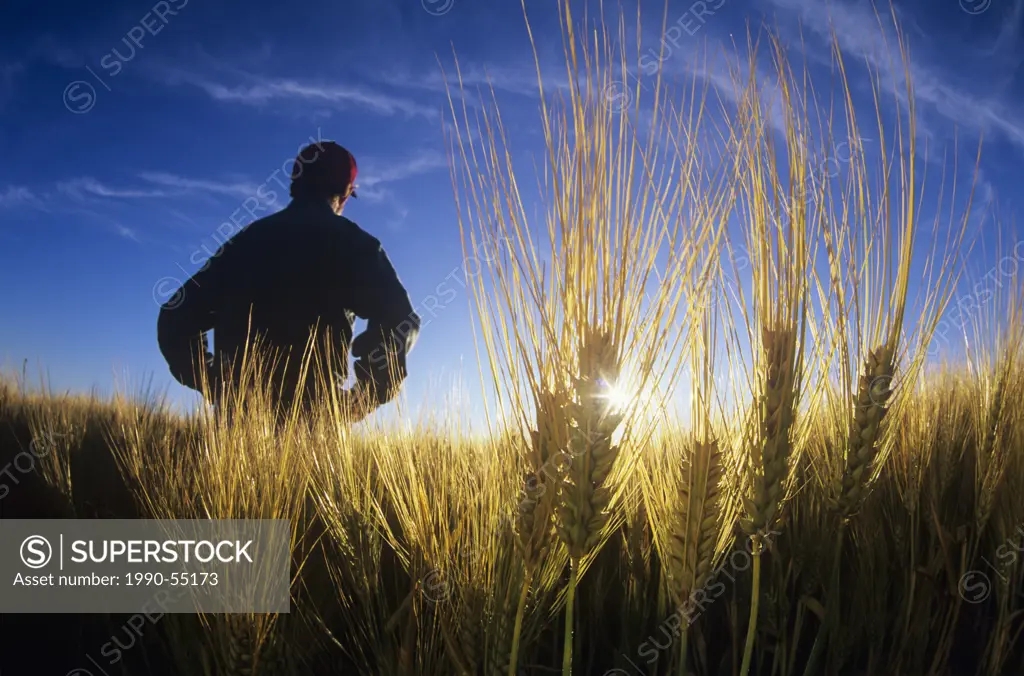 Farmer in maturing barley field, Dugald, Manitoba, Canada.