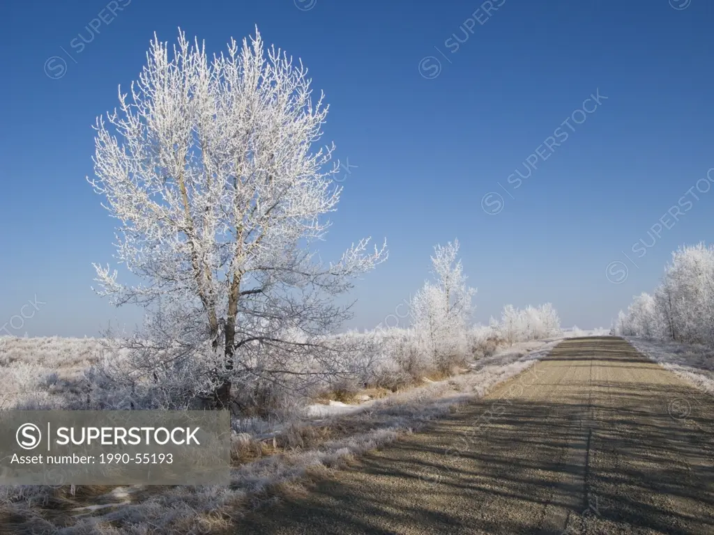 Hoar frost on trees and gravel road near Cochrane, Alberta, Canada