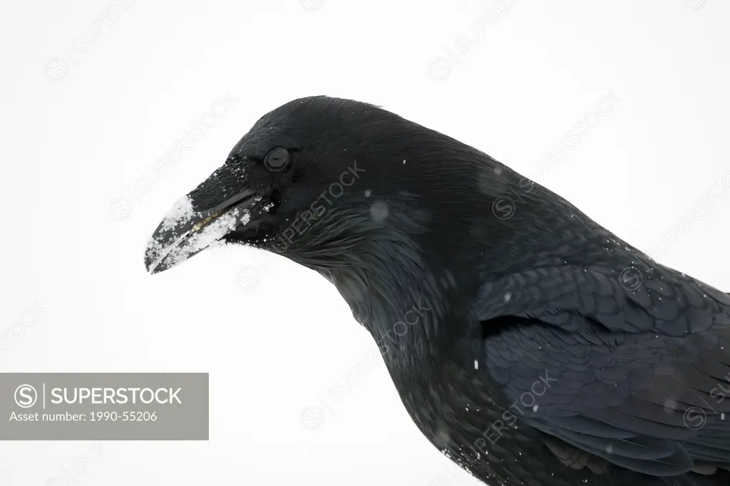 Common Raven corvus corax