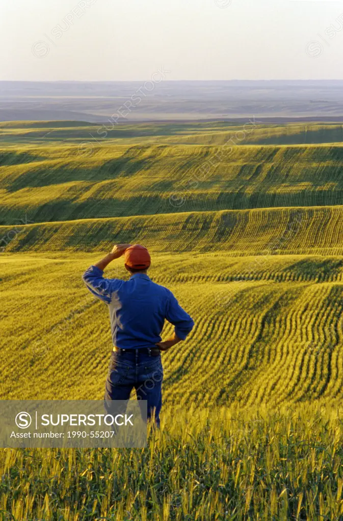 Man looks out over a barley field, near Conorach, Saskatchewan, Canada