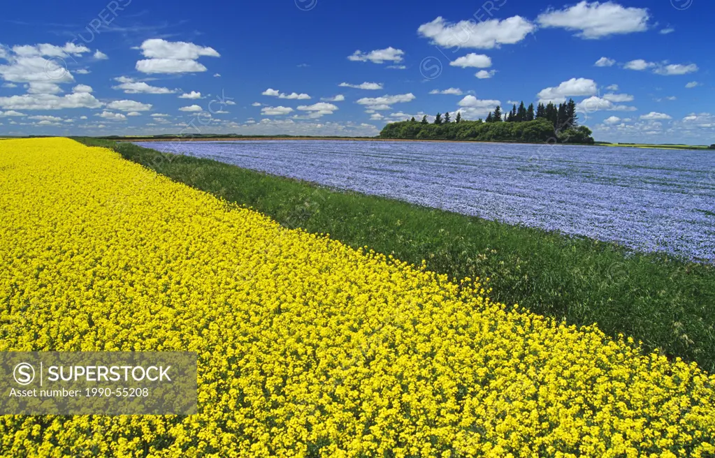 flowering canola field with flax in the background and a sky filled with cumulus clouds, Tiger Hills near Somerset, Manitoba, Canada