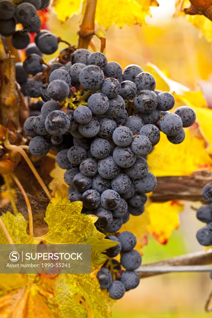 Cabernet Sauvigion grapes on vine ready for harvest, Okanagan Valley, British Columbia, Canada.