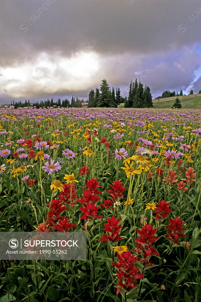 Wildflowers, Trophy Meadows, Wells Gray Provincial Park, British Columbia, Canada.