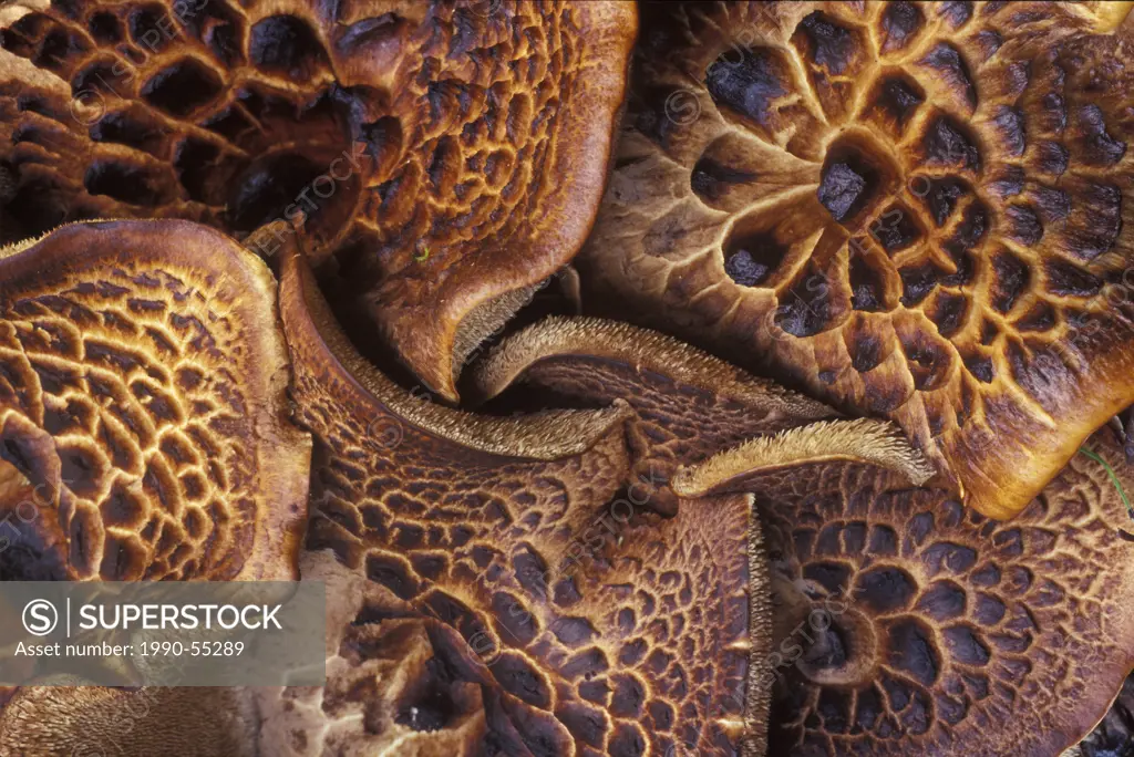 A teeth_type , hedgehog mushroom growing in the mysterious pattern in lodgepole pine forest of Chilcotin, British Columbia