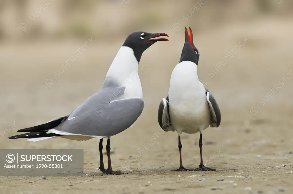 Laughing Gulls Larus atricilla _ South Padre Island, Texas, United States of America