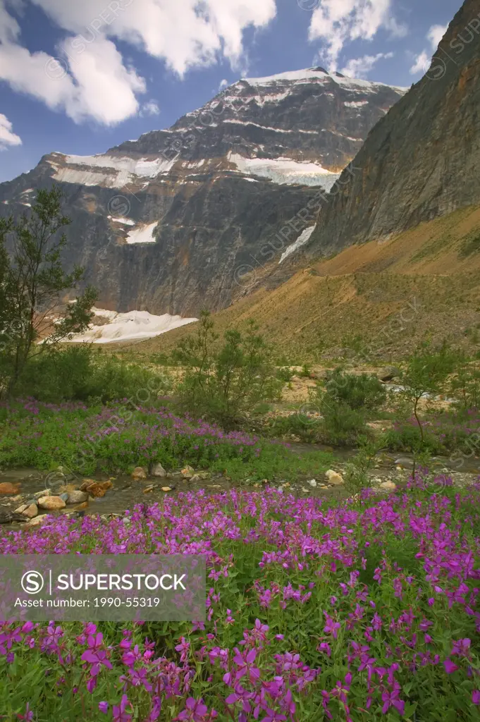 Mount Edith Cavell and fireweed, Jasper National Park, Alberta, Canada.