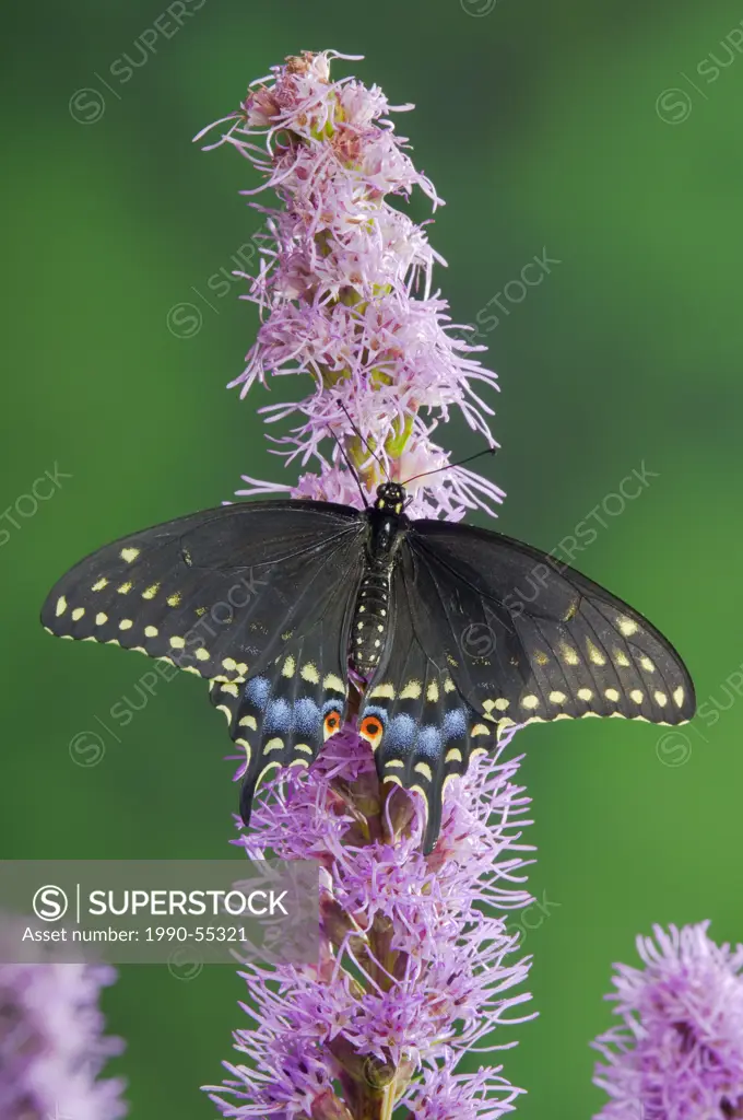 Eastern Black Swallowtail Butterfly Papilio polyxenes asterius female on blazing star/gayfeather Liatris spicata ´Kobold´ in summer backyard garden. N...