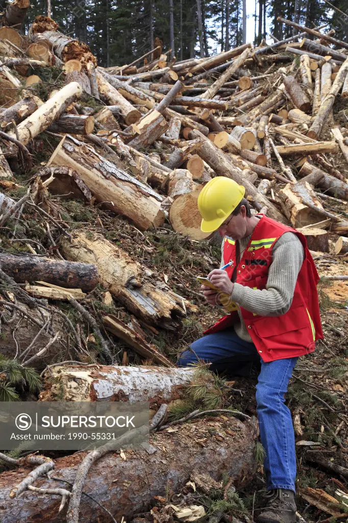 Forest worker examining beetle kill cutblock, Smithers, British Columbia, Canada.