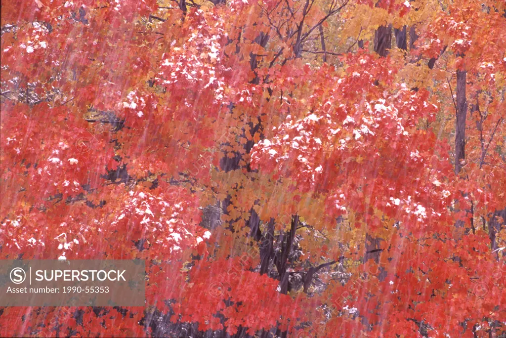 Autumn foliage of Red maple Acer rubrum in snowstorm in Algonquin Provincial Park, Ontario, Canada