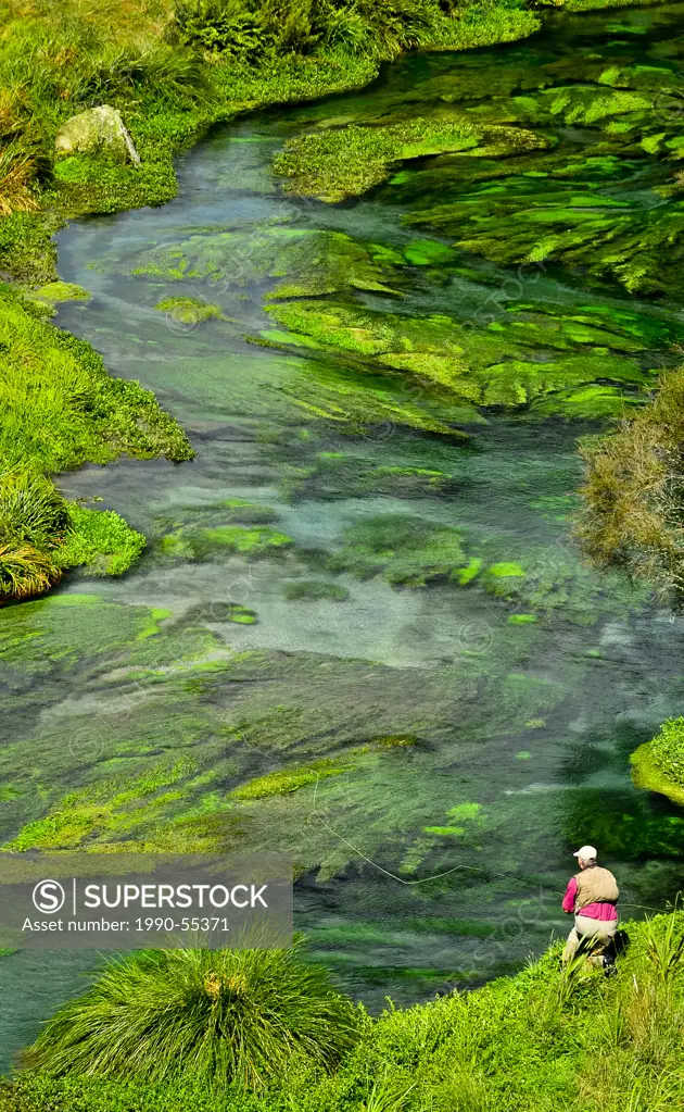 Man fly fishing, Waihou River, Spring Creek, North Island New Zealand