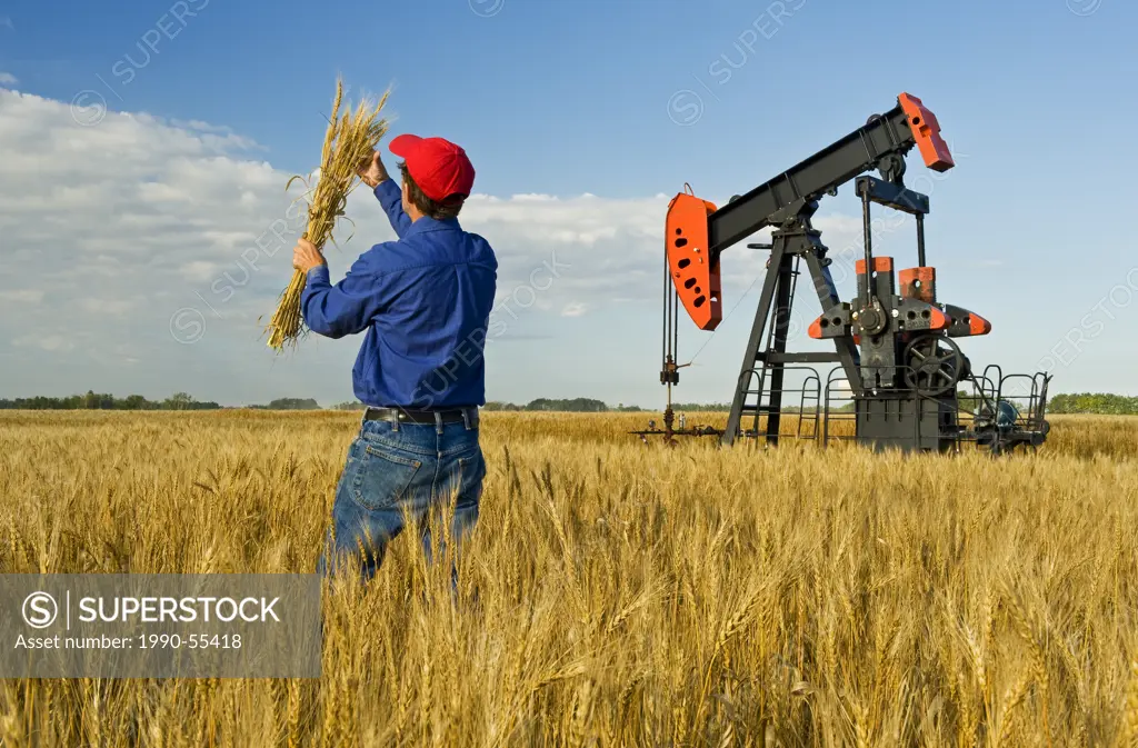 a man examines mature harvest ready wheat while an oil pumpjack pumps oil in the background, near Sinclair, Manitoba, Canada