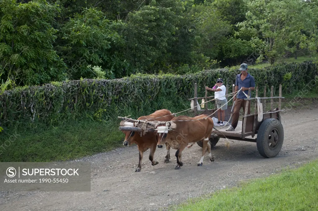 Oxen powered cart in rural area near Holguin, Cuba