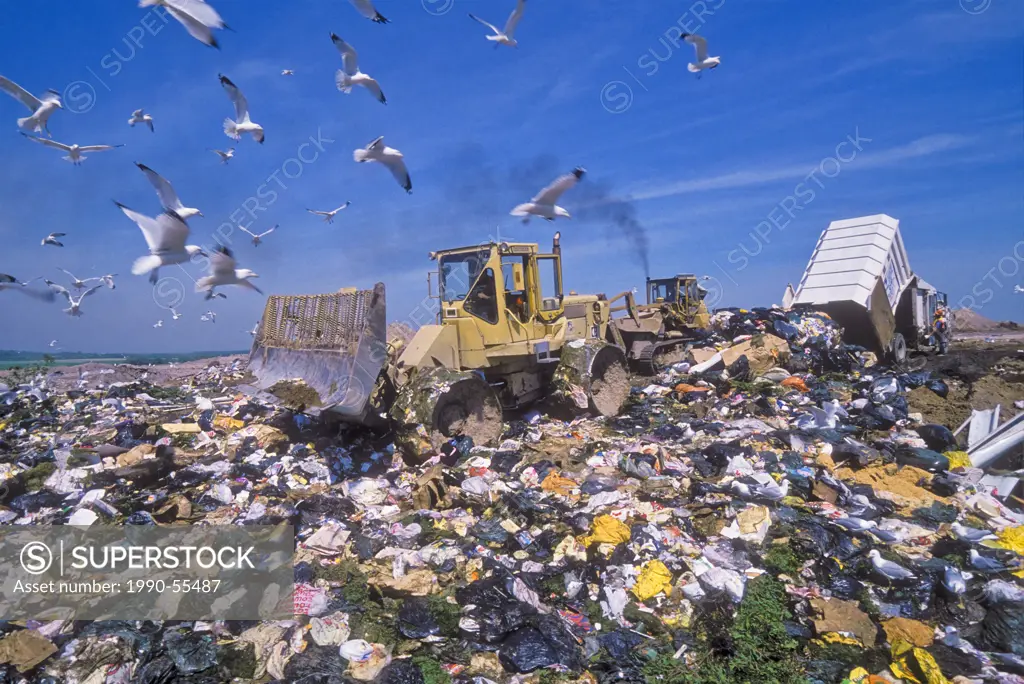 Seagulls flock around municipal landfill at Niagara Falls, Ontario, Canada.