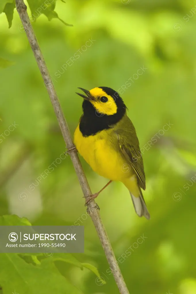 Hooded Warbler Wilsonia citrina perched on a branch near Long Point, Ontario, Canada