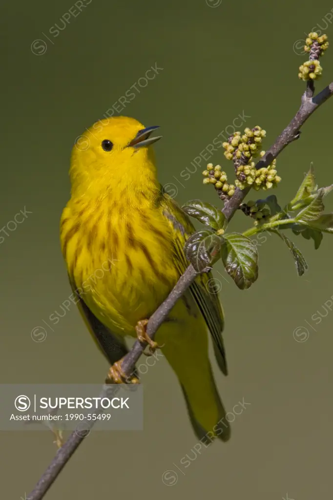 Yellow warbler Dendroica petechia perched on a branch, singing, near Long Point, Ontario, Canada