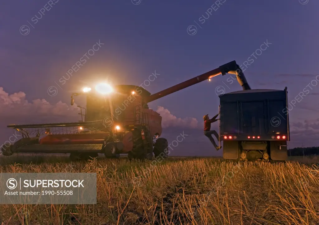 Farmer checks a grain truck as a combine harvester unloads canola during the harvests near Dugald, Manitoba, Canada