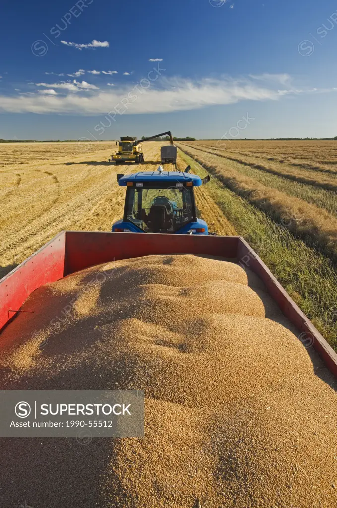Grain wagon loaded with spring wheat, while a combine harvester unloads into a farm truck in the background near Dugald, Manitoba, Canada
