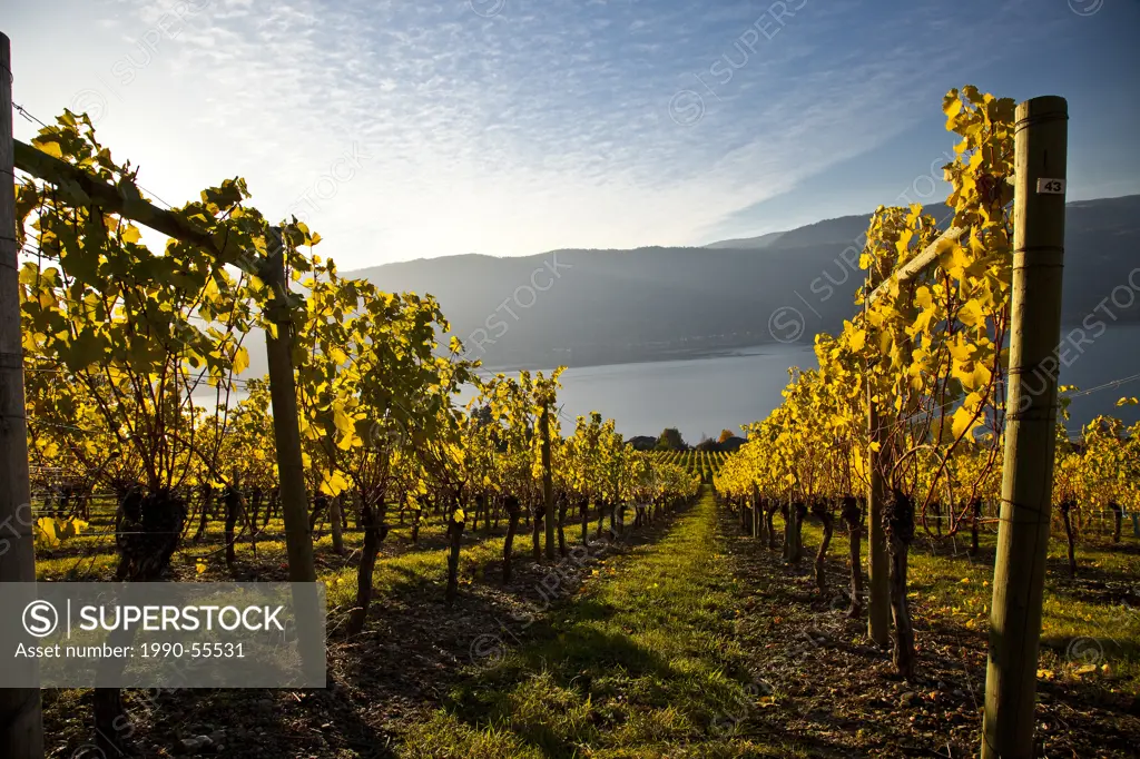 Vineyard at Grey Monk Estate Winery, Okanagan Valley, British Columbia, Canada.