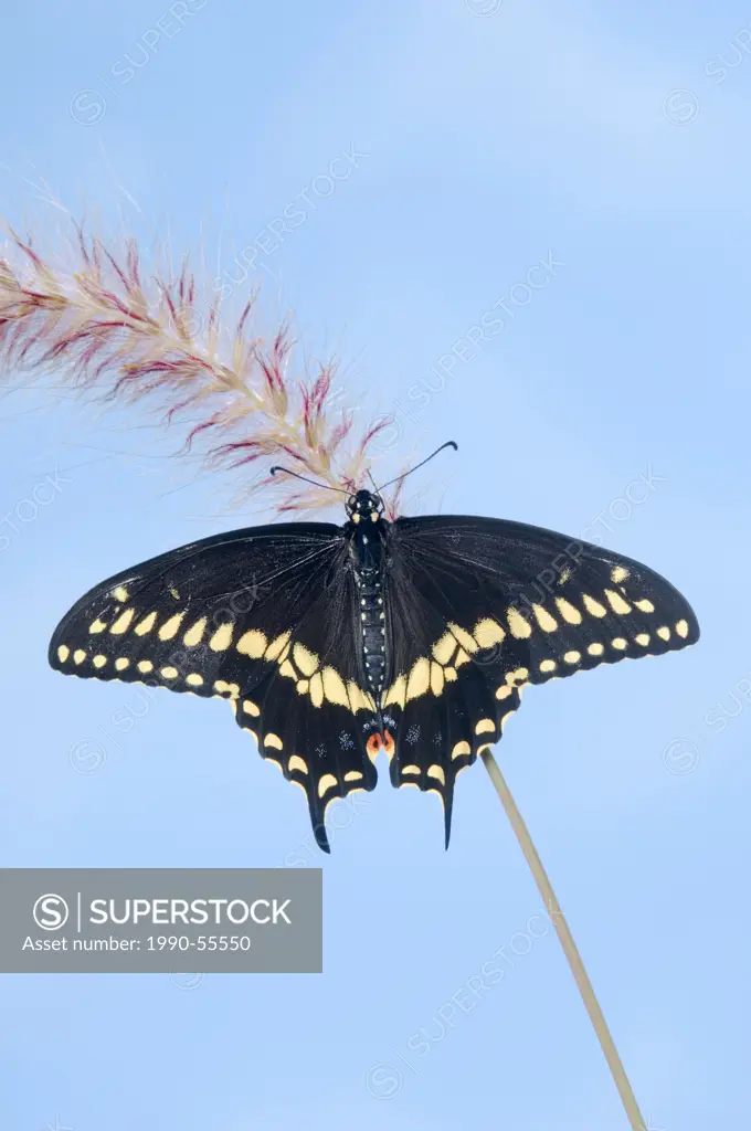 Eastern Black Swallowtail butterfly Papilio polyxenes asterius male rests on purple fountain grass Pennisetum s. rubrum in summer backyard garden. Nov...