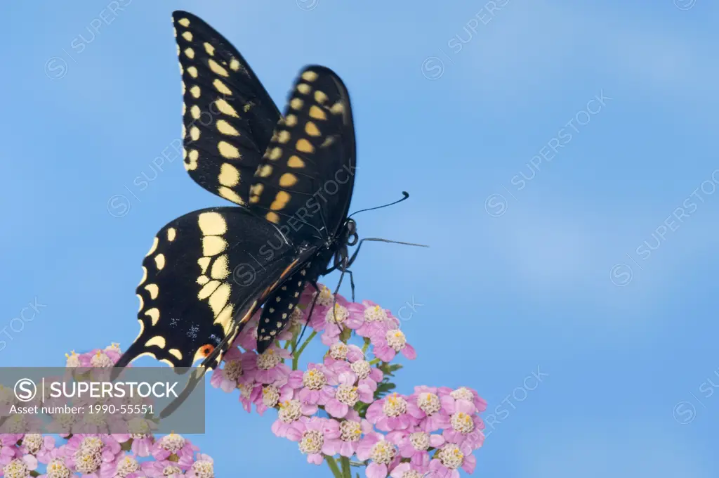 Eastern Black Swallowtail Butterfly male Papilio polyxenes asterius on Yarrow Achillea millefolium in backyard garden. Summer. Nova Scotia, Canada.
