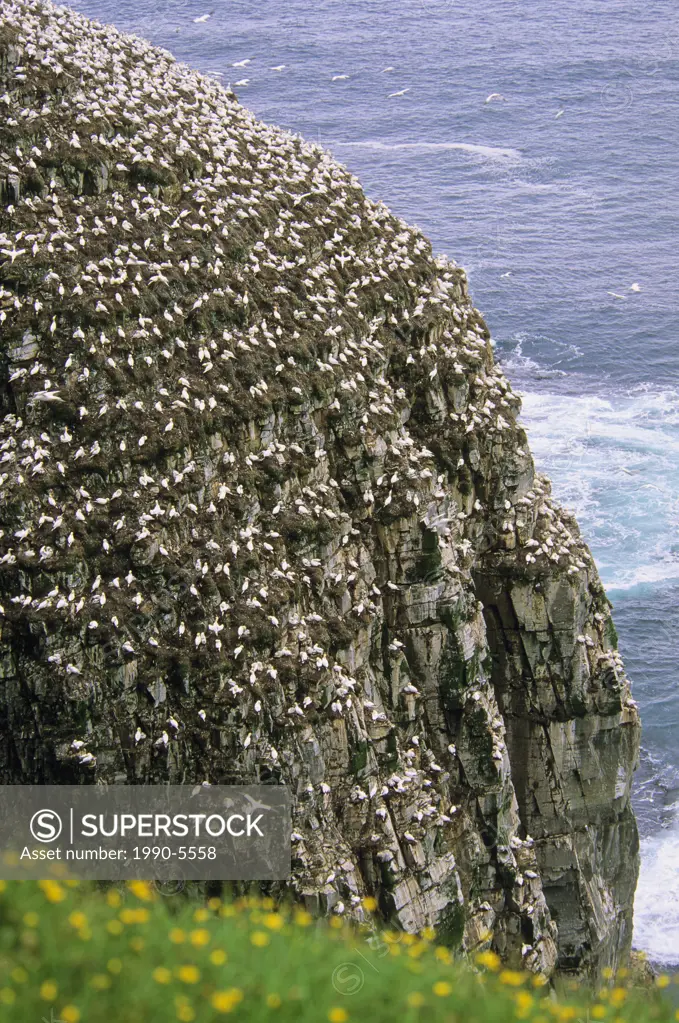 Northern Gannet colony Gannet Morus bassanus, Cape St  Mary´s Ecological Reserve  Newfoundland and Labrador, Canada
