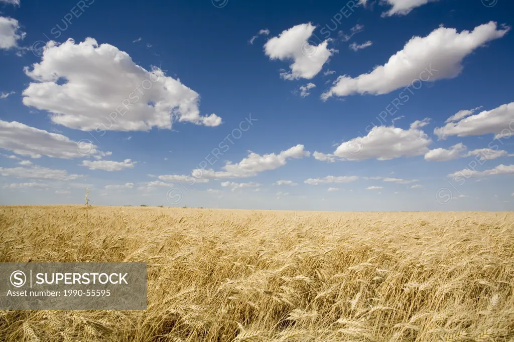 A prairie wheatfield in saskatchewan, Canada.